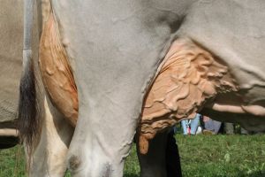 151009ViehschauSarnen 101